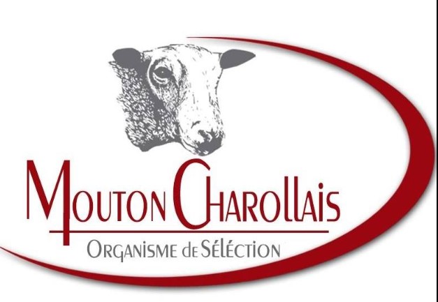 http://cibeins.fr/wp-content/uploads/2024/01/OS-Mouton-charollais.jpg