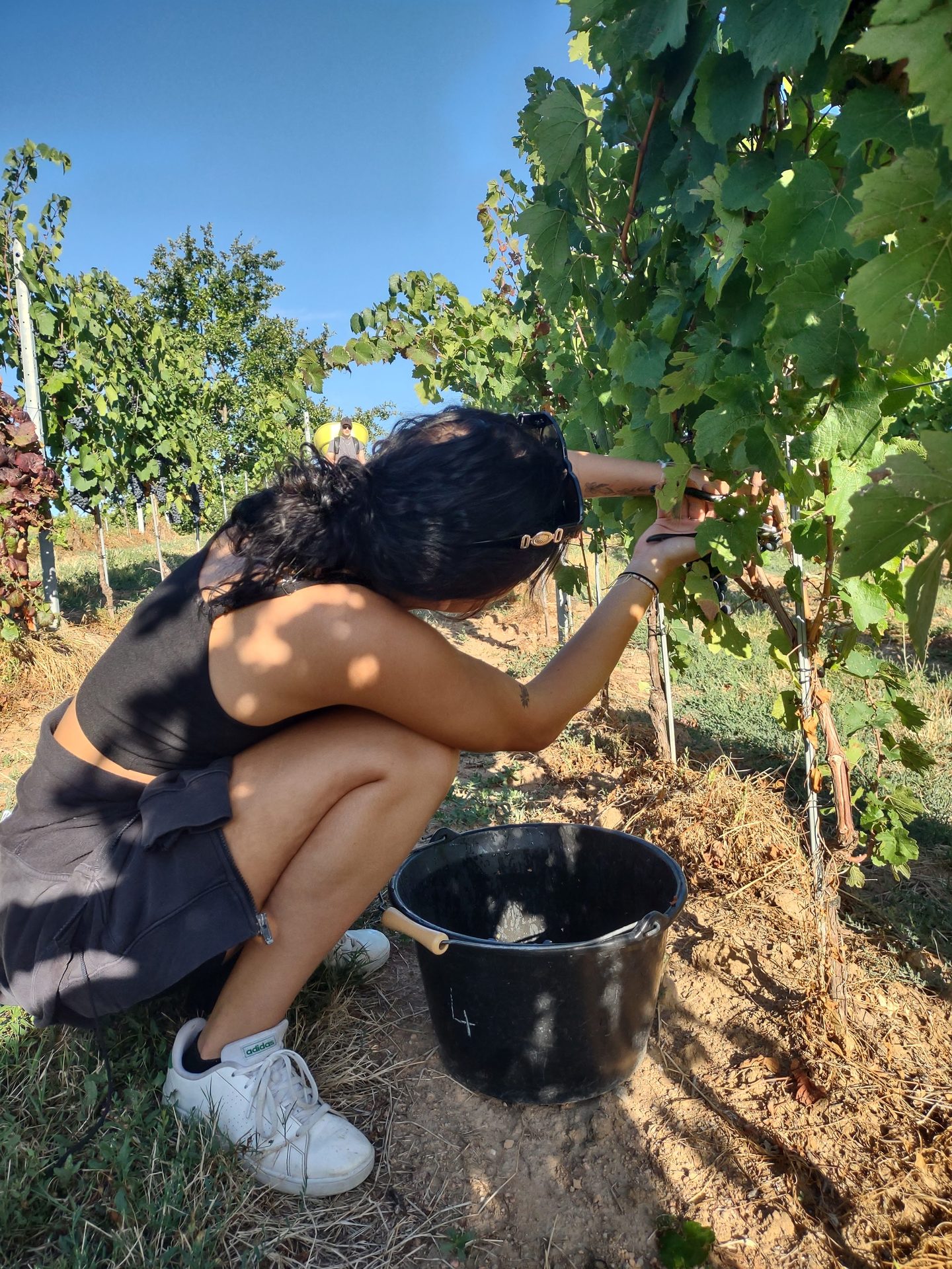 Vendanges des BTSA ME 2