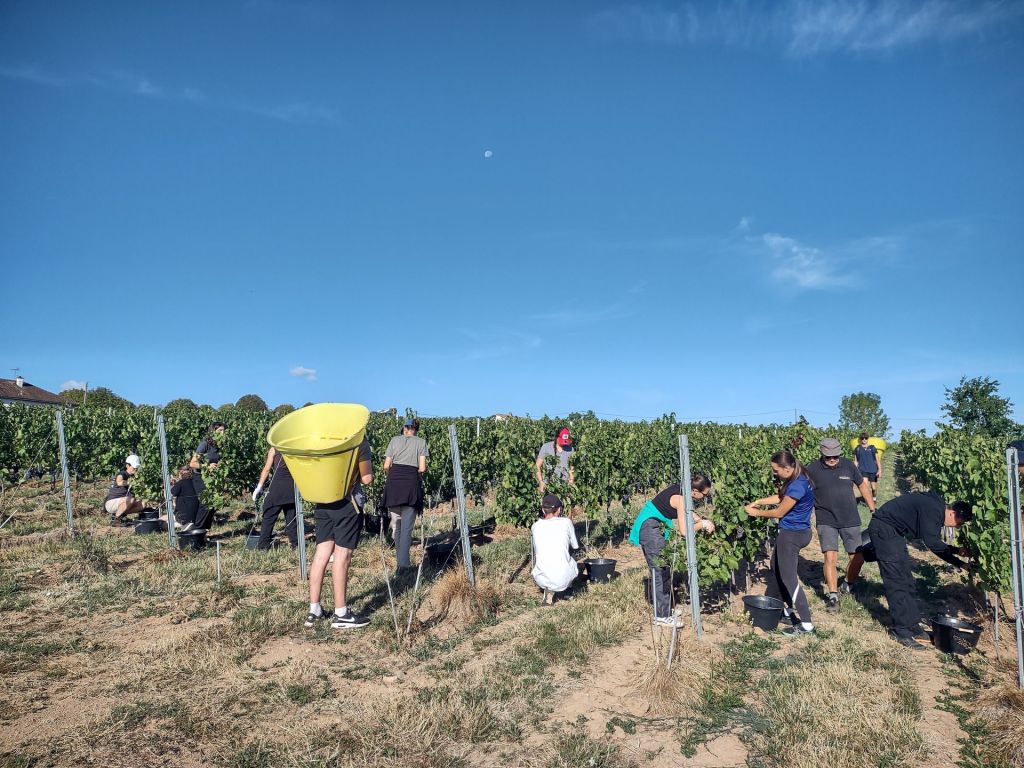 Le temps des vendanges