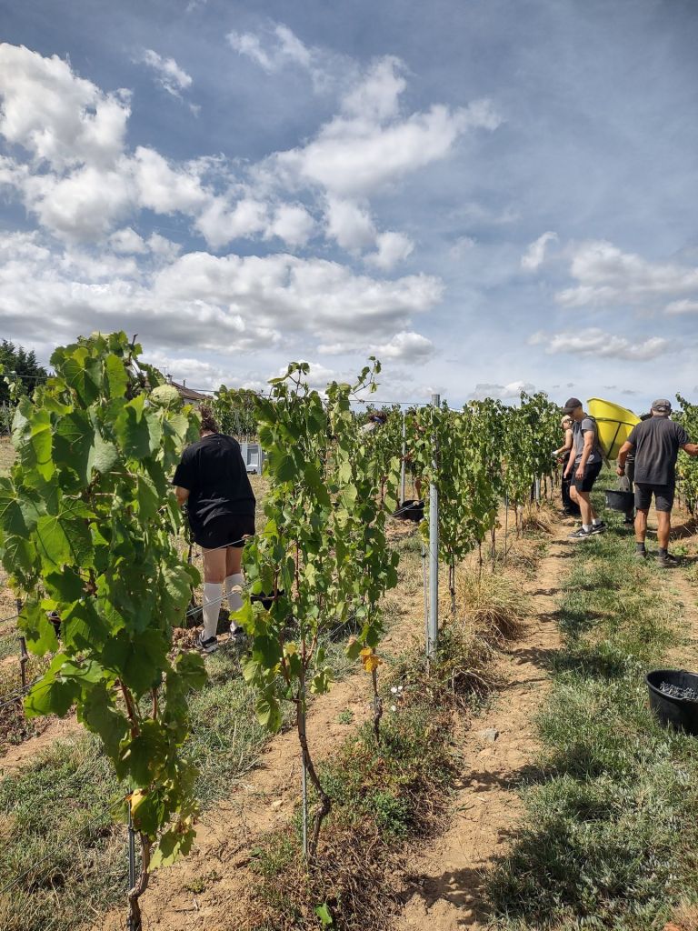 Le temps des vendanges
