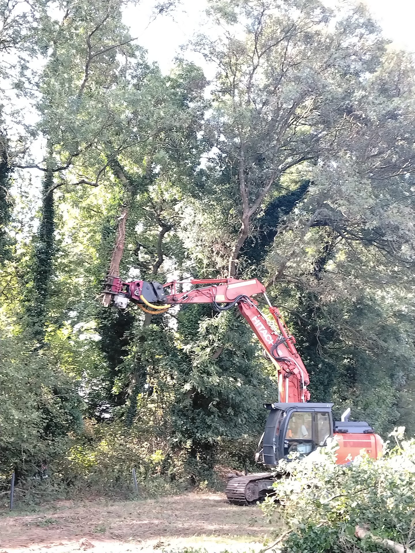 Chantier collaboratif de gestion des haies à Cibeins