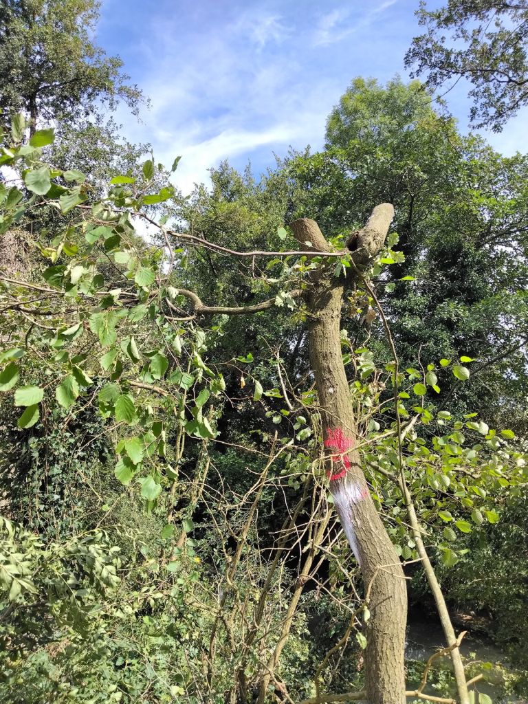 Un chantier collaboratif autour de la gestion des haies sur l’exploitation agricole de Cibeins